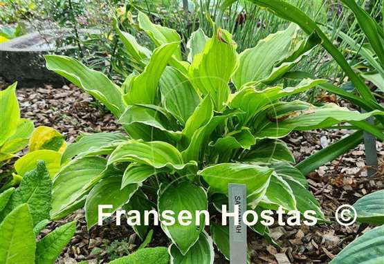 Hosta Savannah